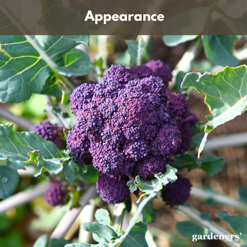 appearance