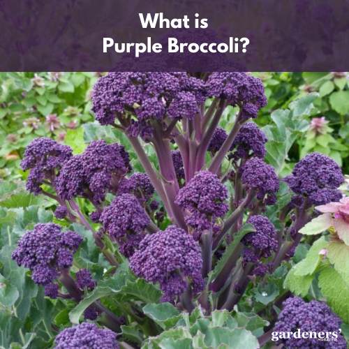 what is purple broccoli?