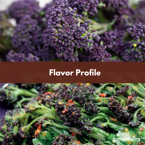 flavor profile