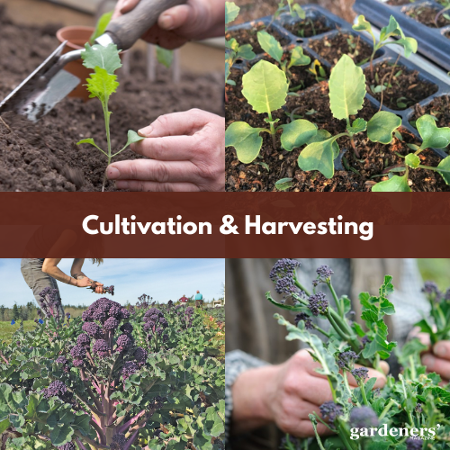 cultivation & harvesting