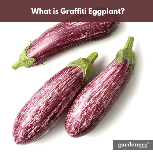What is graffiti eggplant?