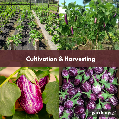 cultivation & harvesting