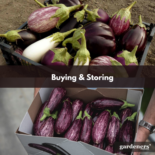 Buying & storing