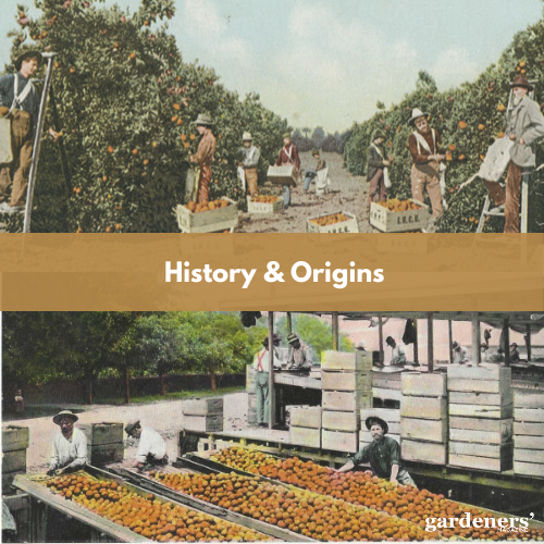 History and origins