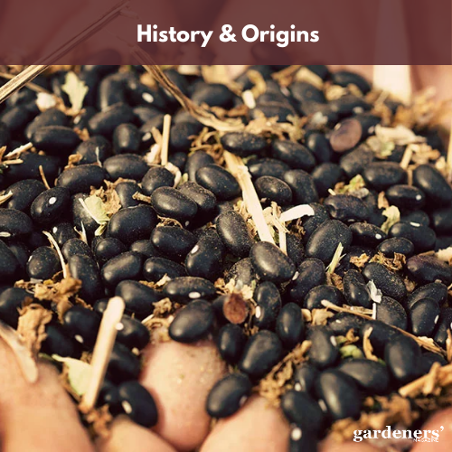 history & origins