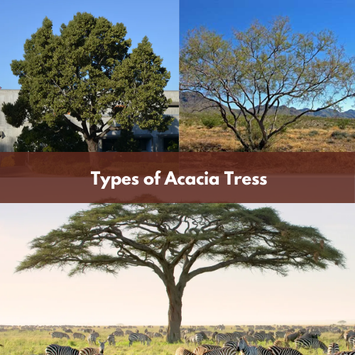 types of acacia tress
