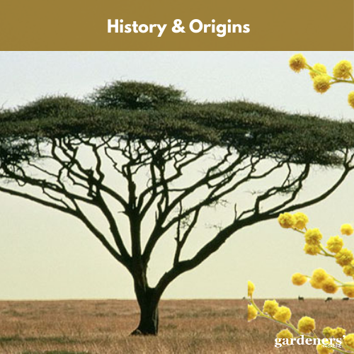 history & origins