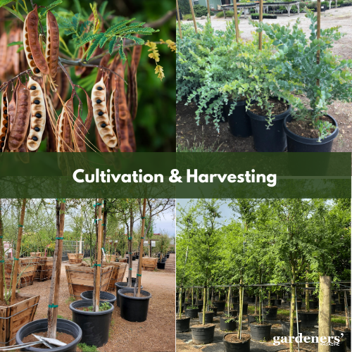 Cultivation of Acacia tree