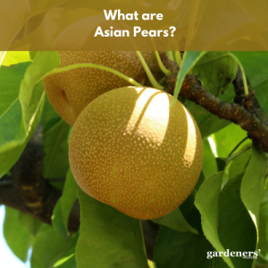 Sm Apple Pear Rasp Asian Pears: Origins, Health Benefits, Nutrition, Uses and More ...