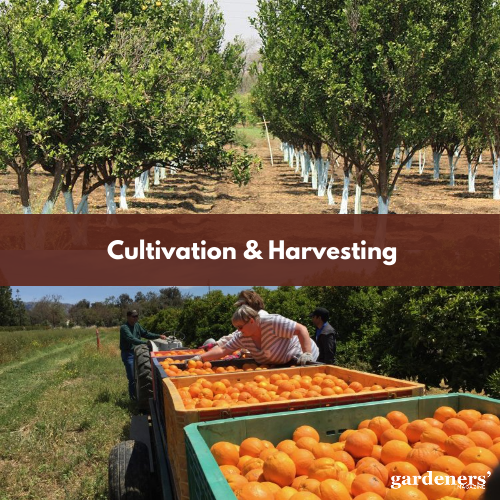 Cultivation & Harvesting