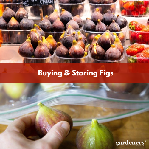 buying and storing figs
