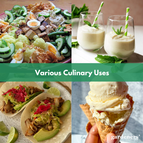 Various Culinary Uses