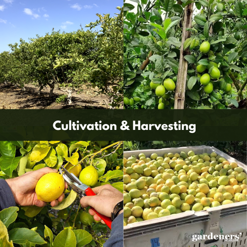 cultivation & harvesting