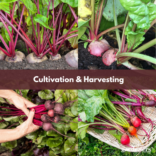 cultivation and harvesting