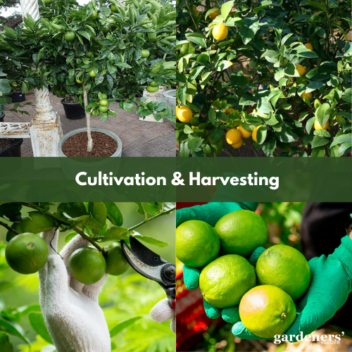cultivation and harvesting