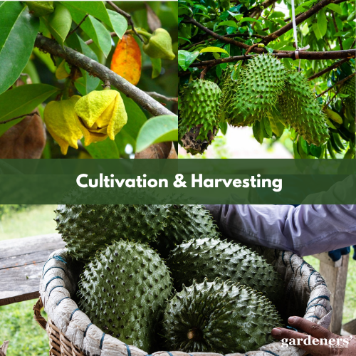 Cultivation & Harvesting