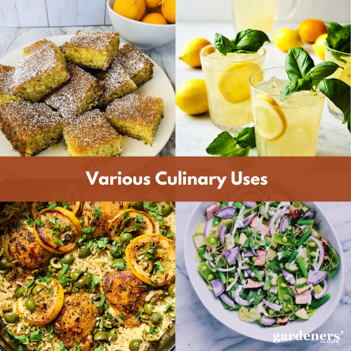 various culinary uses