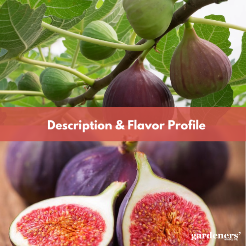 description and flavor profile