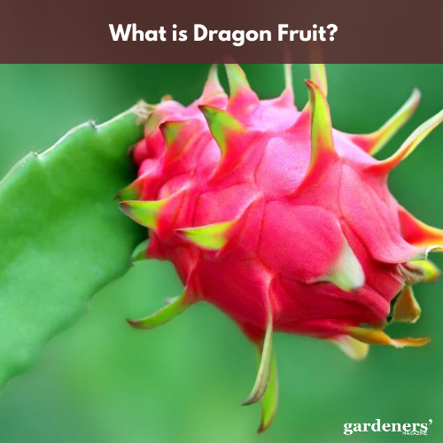 what is dragon fruit