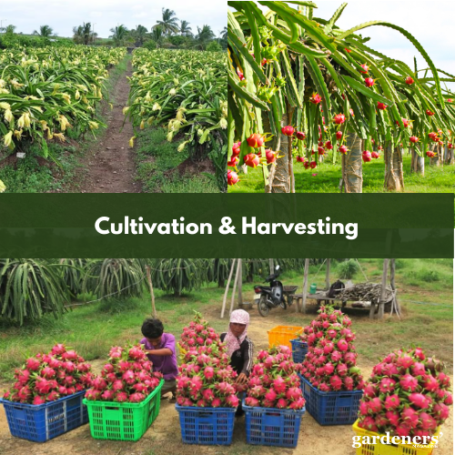 cultivation and harvesting