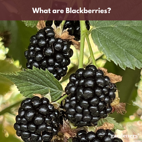 what are blackberries?
