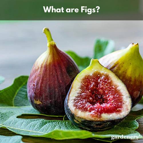 what are figs?