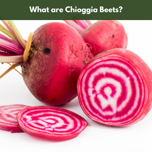 what are chioggia beets