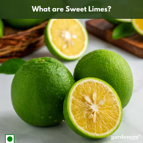 what are sweet limes?