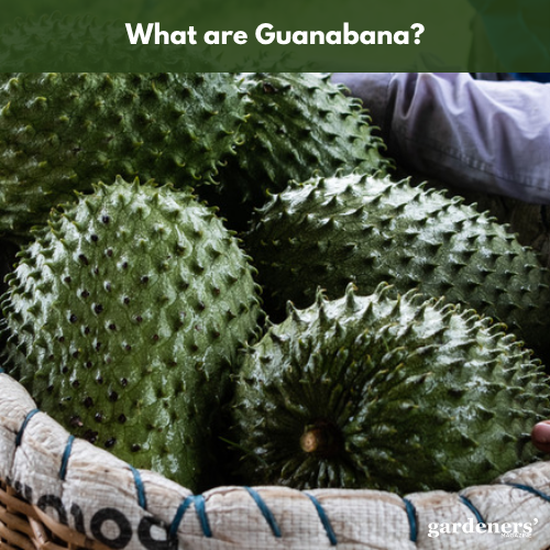 What is Guanabana?