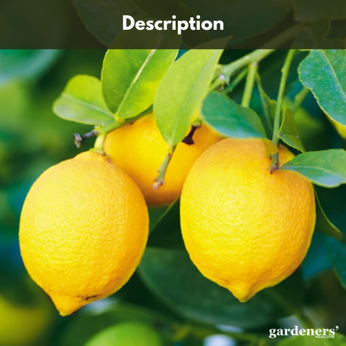 description of lemons