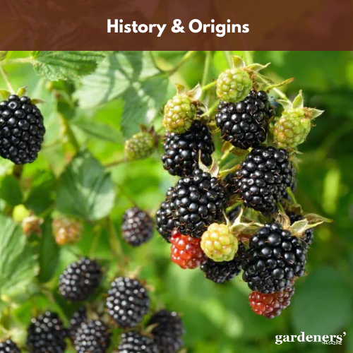 history and origins