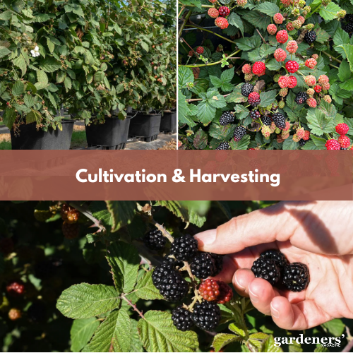 cultivation and harvesting