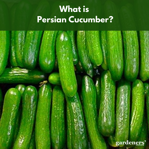 what is Persian cucumber?