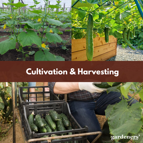 cultivation and harvesting