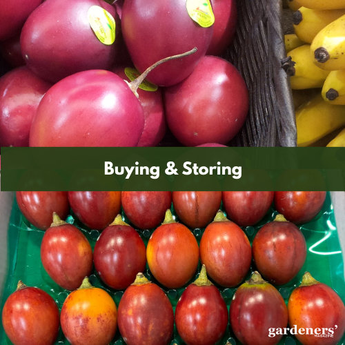 Buying and Storing Red Tamarillos