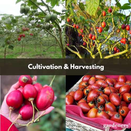 Cultivation and Harvesting of Red Tamarillos